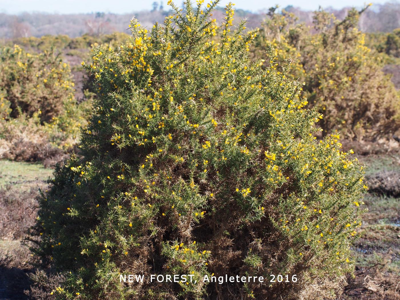 Gorse plant